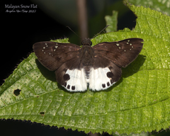 Tagiades calligana