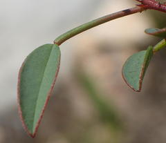 Indigofera sp3