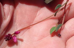 Indigofera sp3