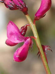 Indigofera sp3