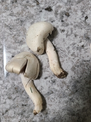 Agaricus andrewii