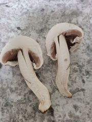 Agaricus andrewii