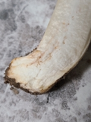 Agaricus andrewii