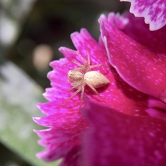 Oxyopes punctatus