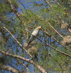 Merops persicus persicus