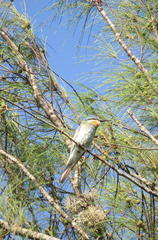 Merops persicus persicus