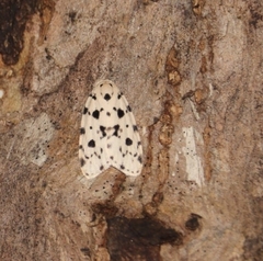 Aemene guttulosana
