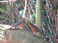 Cossypha natalensis natalensis