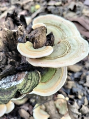 Fungi