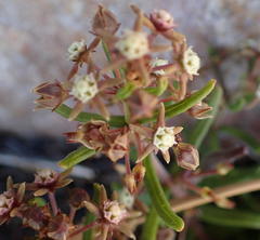 Aspidoglossum heterophyllum