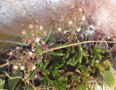 Aspidoglossum heterophyllum