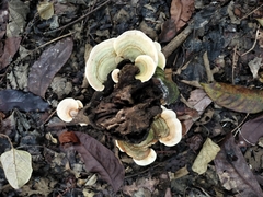 Fungi