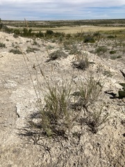 Bouteloua breviseta