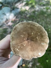 Lactarius fuliginosus