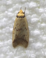 Heteroteucha anthodora