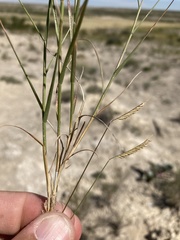 Bouteloua breviseta