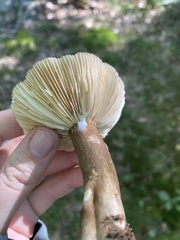 Lactarius fuliginosus