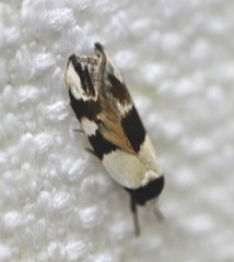 Zonopetala alypa