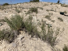 Amsonia tharpii
