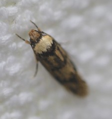 Sphyrelata nefanda