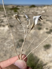 Amsonia tharpii