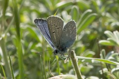 Icaricia icarioides missionensis