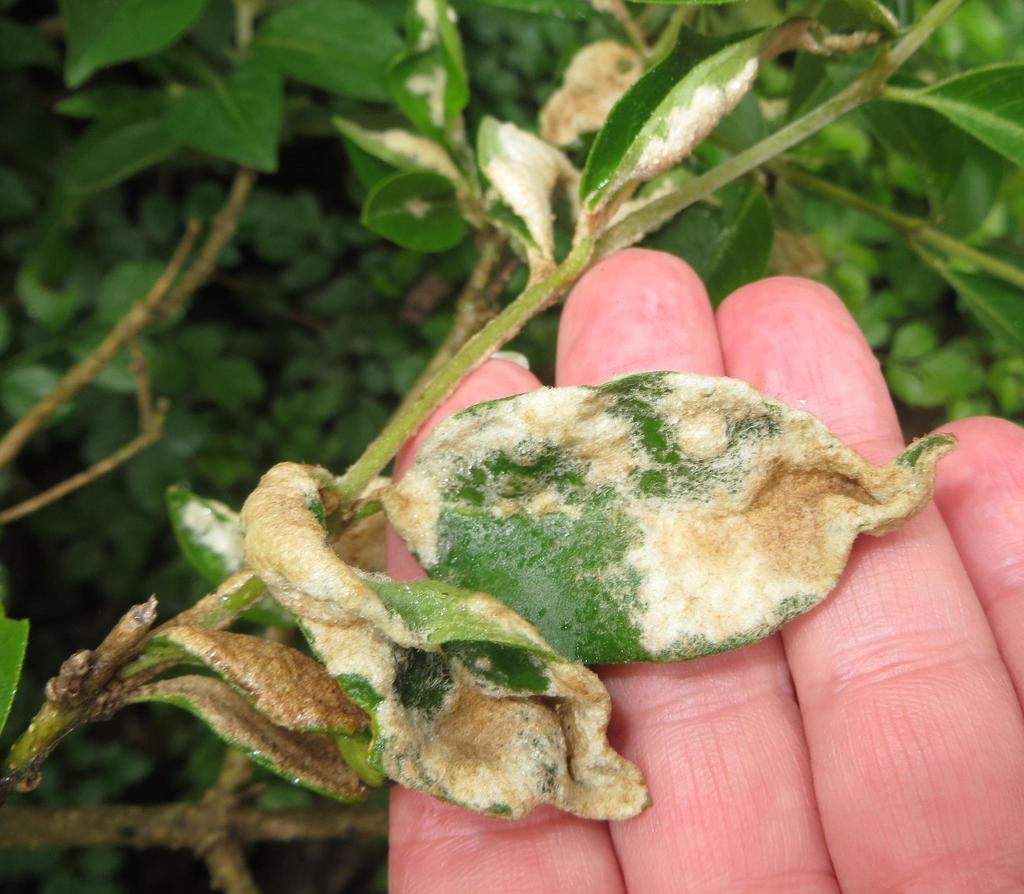 Aculus clerodendri