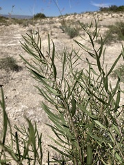 Amsonia tharpii