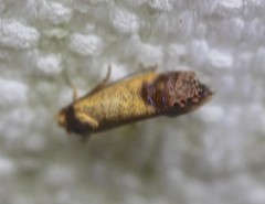 Eupselia beltera
