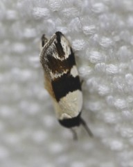 Zonopetala alypa