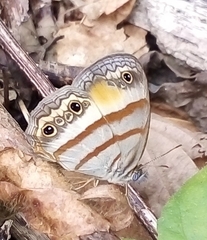 Cissia pseudoconfusa