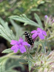 Acmaeodera solitaria