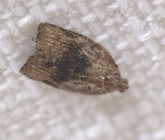 Meritastis ursina