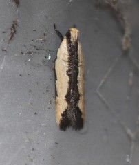 Ardozyga catarrhacta