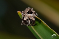 Image of Acanthepeira venusta