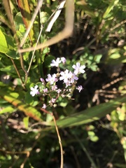 Gypsophila pacifica