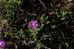 Trichodiadema rogersiae