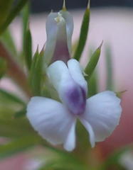 Muraltia ericifolia