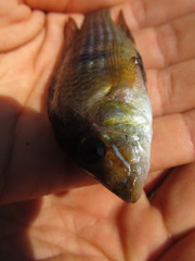 Gymnogeophagus terrapurpura