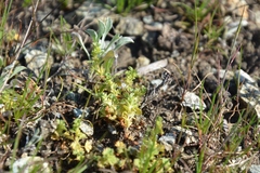 Alchemilla occidentalis