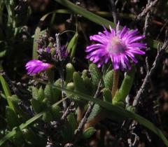 Trichodiadema rogersiae