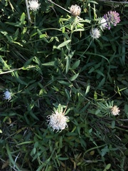 Cirsium coryletorum