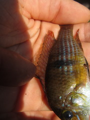 Gymnogeophagus terrapurpura
