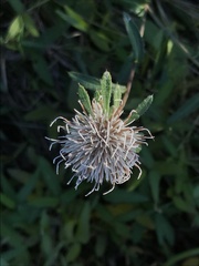 Cirsium coryletorum