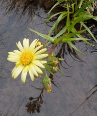 Dolichoglottis lyallii × scorzoneroides