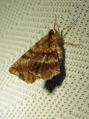 Selenia alciphearia