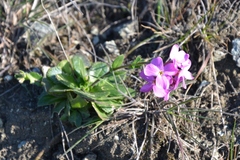 Arabis blepharophylla