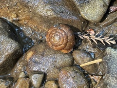 Vespericola armigera