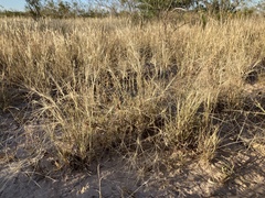 Scleropogon brevifolius