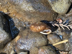 Vespericola armigera